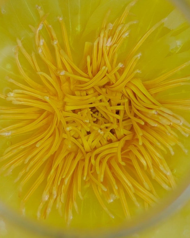 Αιθέριο λουλούδι Lotus