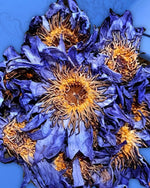 Τσάι Blue Lotus